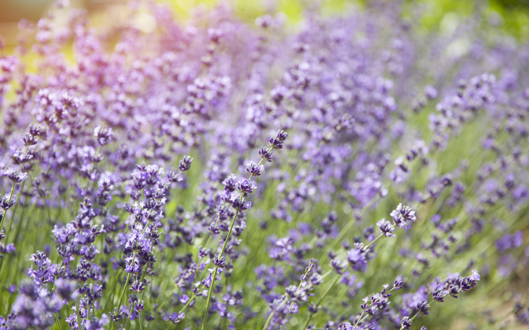 Lavender Flowers in natural sunlight