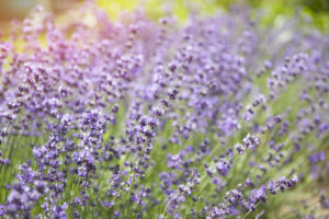 Lavender Flowers in natural sunlight