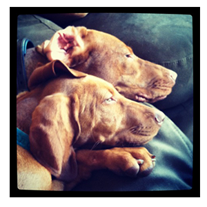 Dermatitis-Image hot spots in dogs