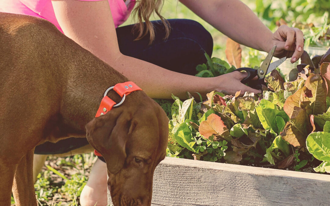 Mollie in the garden with her dog