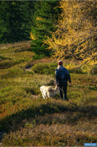 essential oil tick repellant for dogs