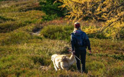 Creating Easy Essential Oil Tick Repellent for Dogs