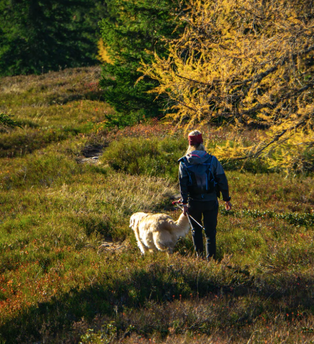 Creating Easy Essential Oil Tick Repellent for Dogs